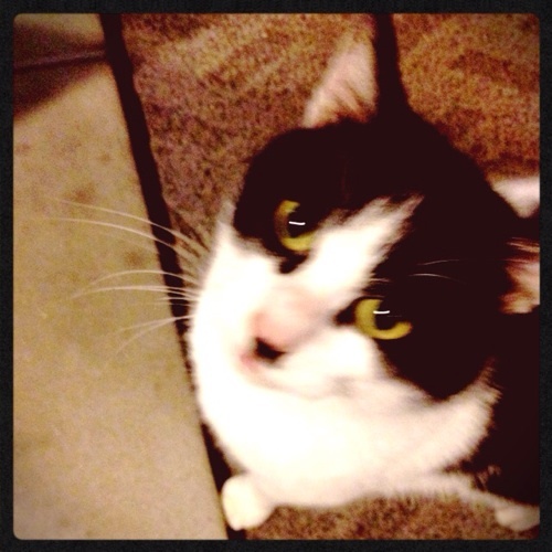 f:id:naoyashiga:20160229231146j:plain