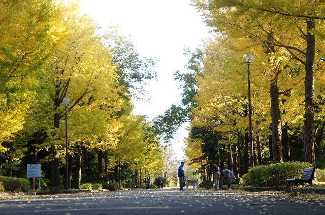 f:id:naoyastyle5:20191120211339j:image