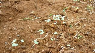 f:id:naozi:20060219004934j:image