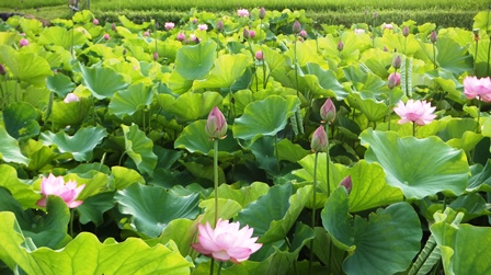 f:id:naozi:20130714061949j:image