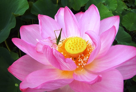 f:id:naozi:20130714062138j:image