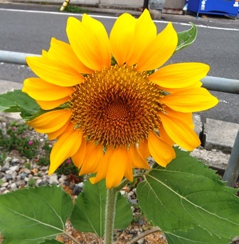 f:id:naozi:20130714071441j:image