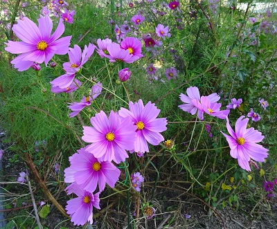 f:id:naozi:20151015212915j:image