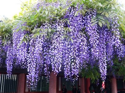 赤坂の日枝神社の藤の花 Naoji Sanのおしゃべり 赤坂の日枝神社の藤の花 Naoji Sanのおしゃべり