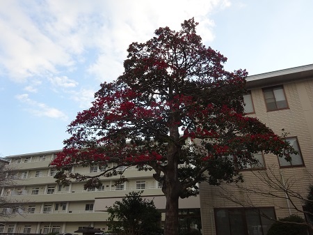 f:id:naozi:20190117232452j:plain