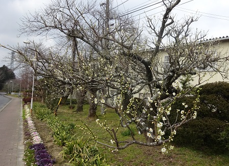 f:id:naozi:20190216120322j:plain