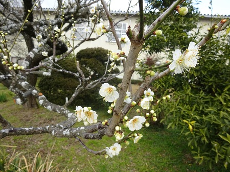 f:id:naozi:20190216120346j:plain