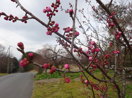 f:id:naozi:20190216120425j:plain