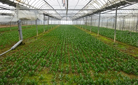 f:id:naozi:20190216120458j:plain