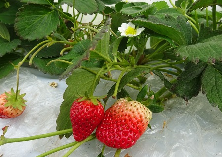 f:id:naozi:20190216120655j:plain