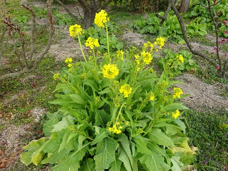 f:id:naozi:20190216120724j:plain