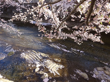 f:id:naozi:20190410135114j:plain