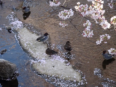 f:id:naozi:20190410135303j:plain