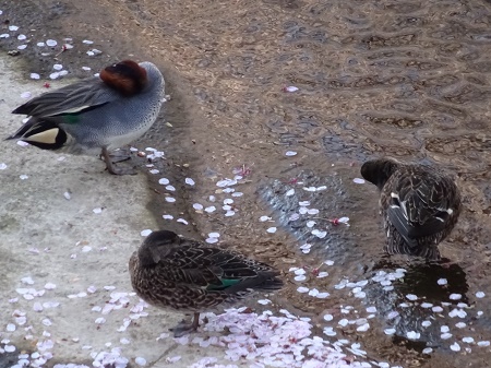 f:id:naozi:20190410135327j:plain