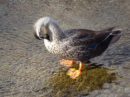 f:id:naozi:20190410135356j:plain