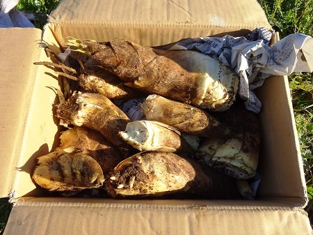 f:id:naozi:20190411205938j:plain