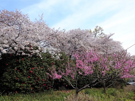 f:id:naozi:20190414220628j:plain