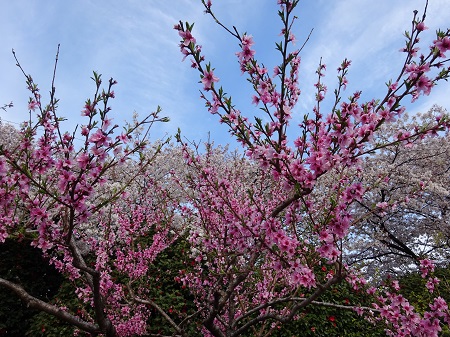 f:id:naozi:20190414220706j:plain