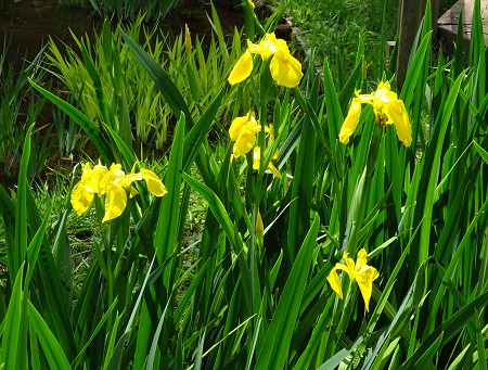 f:id:naozi:20190428171147j:plain