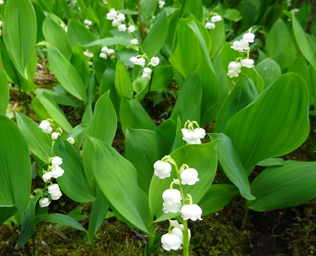 f:id:naozi:20190428171410j:plain