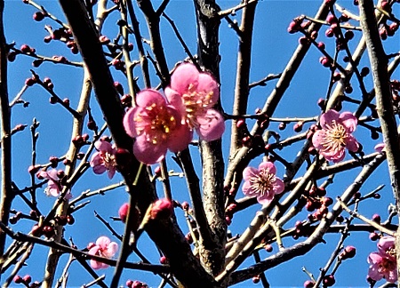 f:id:naozi:20210129185900j:plain