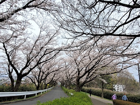 f:id:naozi:20210328215617j:plain