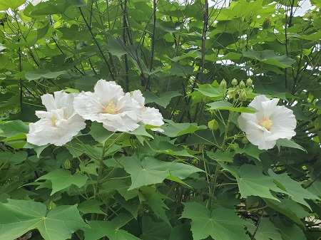 f:id:naozi:20210823185806j:plain