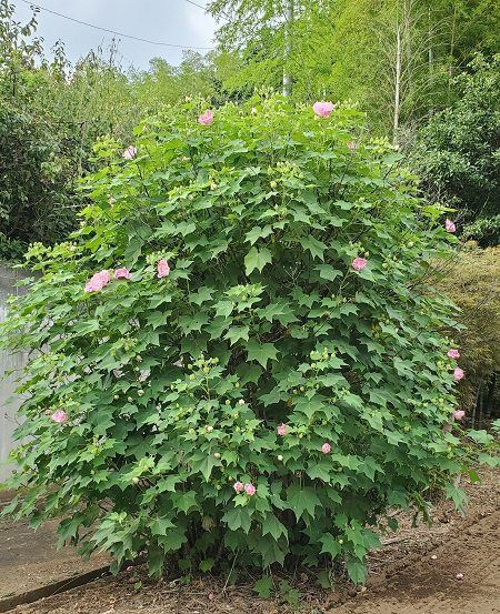 f:id:naozi:20210823185833j:plain