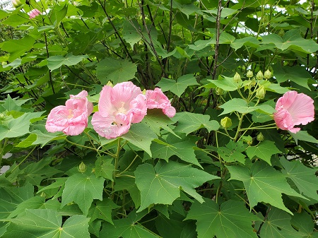 f:id:naozi:20210823185947j:plain