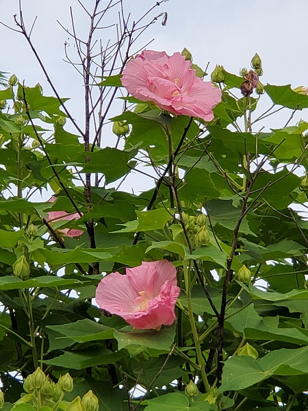 f:id:naozi:20210823190009j:plain