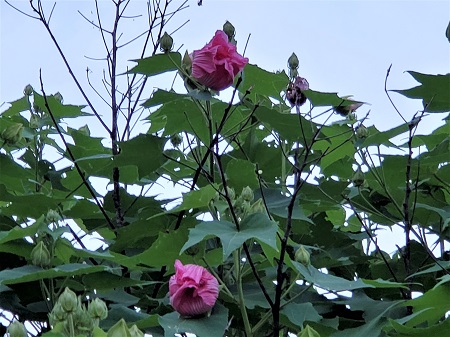 f:id:naozi:20210823190129j:plain