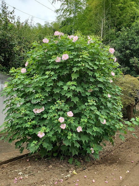 f:id:naozi:20210824122640j:plain