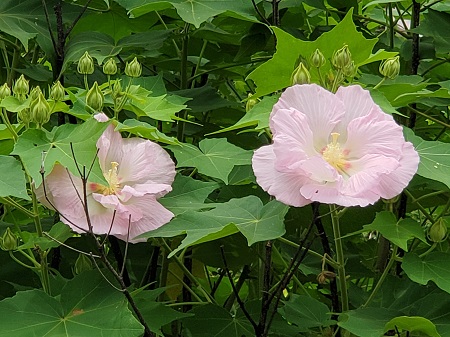 f:id:naozi:20210824122704j:plain