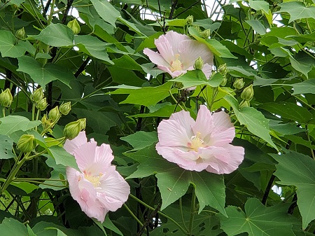 f:id:naozi:20210824122726j:plain