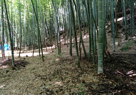 竹林での「子ども達の遊び場」づくり - NAOJI~SANのおしゃべり