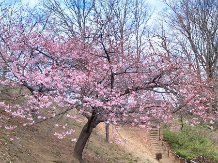桜神様 木曜日 桜神様 木曜日 桜神様 桜神様 木曜日 桜神様 木曜日〜金曜日