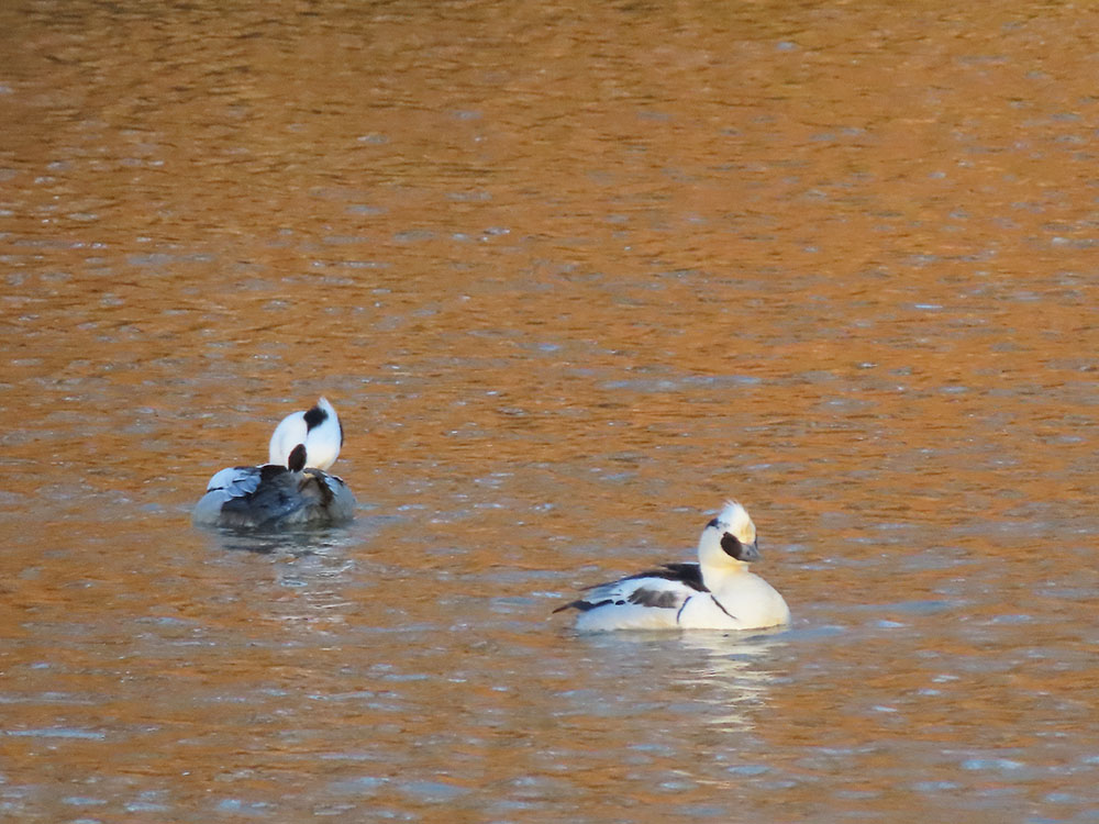 埼玉探検隊》2021年鳥撮り納め！はじめての彩湖・道満グリーンパーク