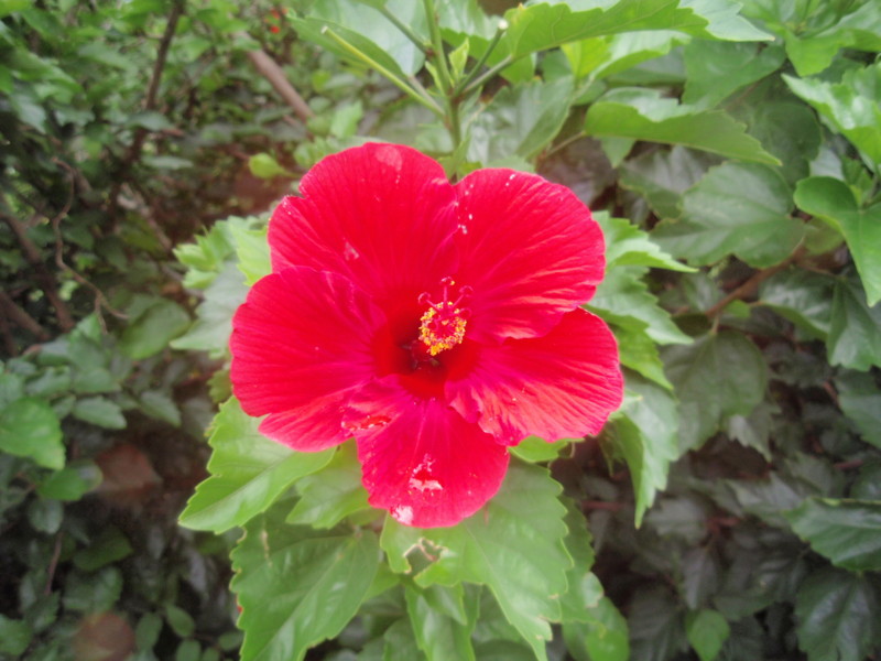 f:id:napolitan8_8:20110820134249j:image:w360 f:id:napolitan8_8:20110820134249j:image:w360
