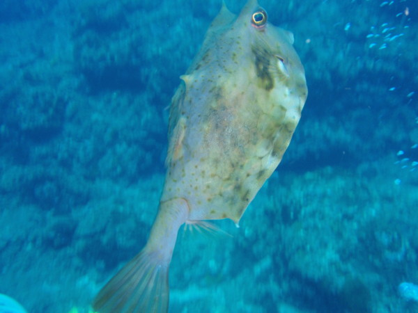 f:id:napolitan8_8:20110821094818j:image:w360 f:id:napolitan8_8:20110821094818j:image:w360