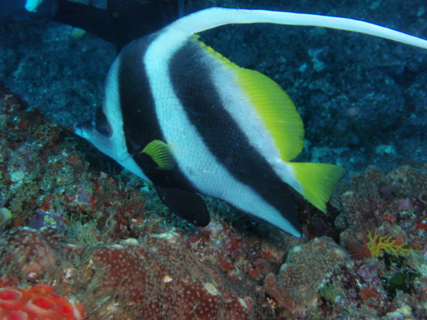 f:id:napolitan8_8:20110821121254j:image:w360 f:id:napolitan8_8:20110821121254j:image:w360