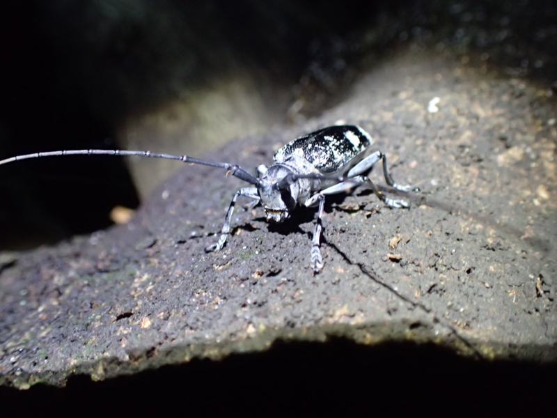 オオスミヒゲナガカミキリ　ペア　メスは特大 憧れのオオスミ : Insect trails オオスミヒゲナガカミキリ ペア メス