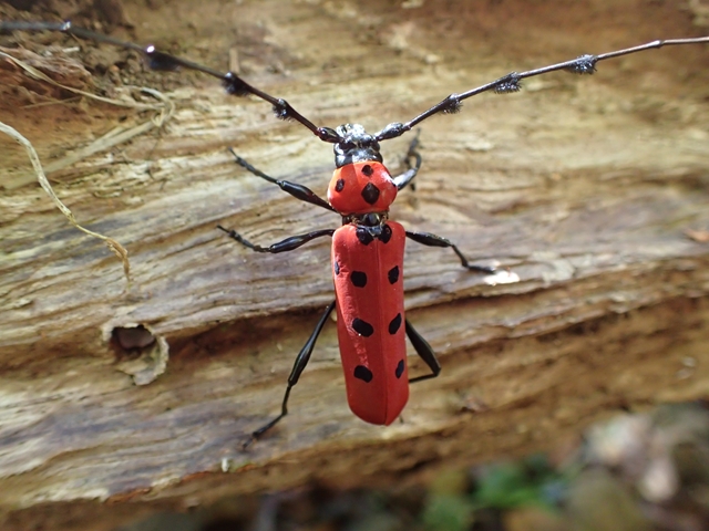 麗しの島で，時を止めて踊り出す 後編 - ごみだまろぐ