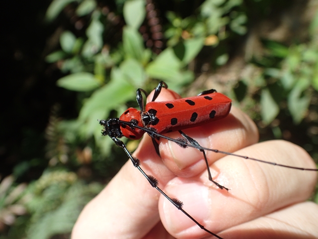 麗しの島で,時を止めて踊り出す 後編 - ごみだまろぐ 麗しの島で,時を止めて踊り出す 後編 - ごみだまろぐ