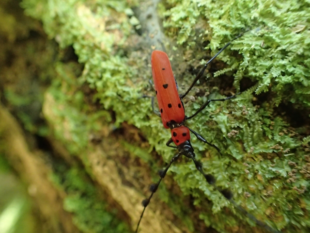 麗しの島で，時を止めて踊り出す 後編 - ごみだまろぐ