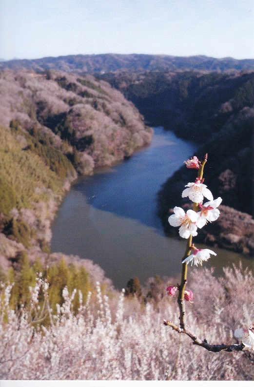 f:id:naradaisukikurabu:20180324221915j:plain