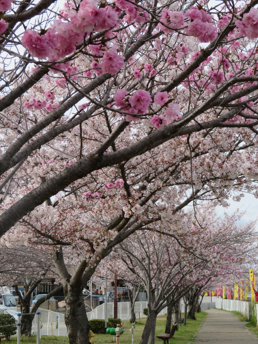 たつたかわさくら親水公園の桜（3月下旬～4月上旬）＝写真は2019