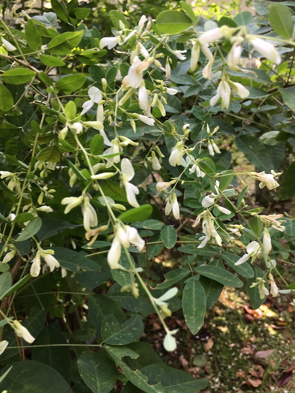 f:id:naradaisukikurabu:20190923120622j:plain