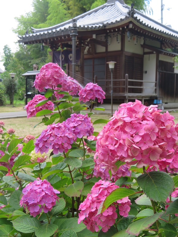 f:id:naradaisukikurabu:20200511073938j:plain