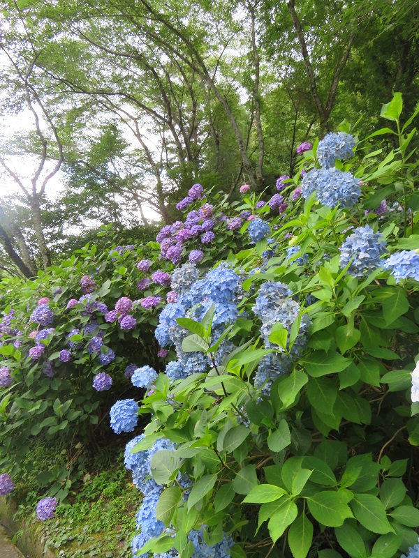 f:id:naradaisukikurabu:20200511074004j:plain