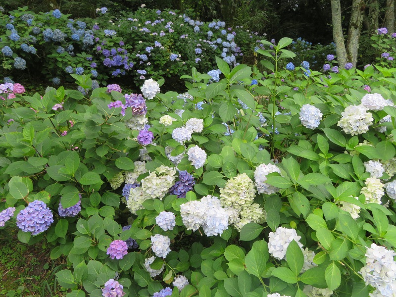 f:id:naradaisukikurabu:20200511074018j:plain